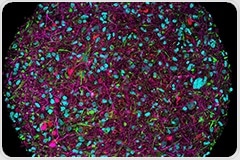 How brain microphysiological systems are reshaping in vitro neurotoxicity testing