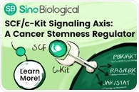 SCF/c-Kit Signaling Axis: A Cancer Stemness Regulator