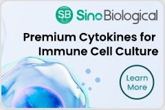 Cytokines for Immune Cell Culture