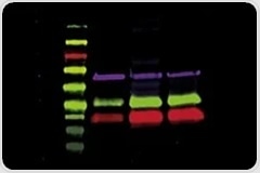 Detect Western Blots in Multiple Ways