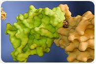 Streamlining PROTAC Discovery with Direct-to-Biology Workflows