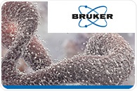 [Free Webinar] Revealing Proteome Diversity with timsTOF: From Single-Cell Heterogeneity to Non-Canonical Biology Content Body