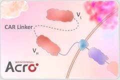 Anti-CAR Linker Antibodies: Your Universal CAR Detection Solution