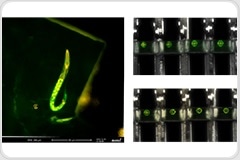 Targeted Cryo-ET of the C. elegans Pharynx: From Fluorescence to Structure