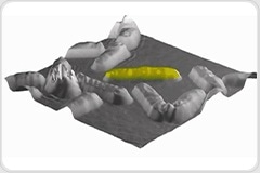 Fast label-free quantitative imaging of living cells