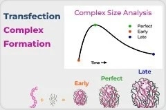 Why do some transient transfections outperform others?