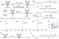 One-Step ADC Manufacturing: Higher Yields, Less Complexity