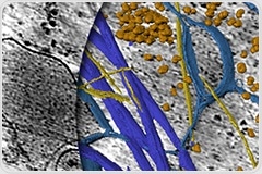 AI-Powered Image Analysis Workflows Transform Cell Biology Insights