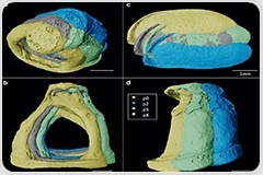 4D X-ray Imaging Reveals Ear Biomechanics