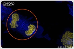 Confocal Imaging Reveals Mitotic Mechanisms