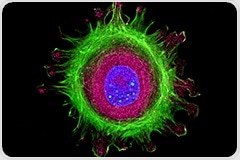 What is fluorescence-lifetime imaging (FLIM)?