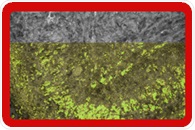 Detecting Nano-Microplastics Inside Human Tissues and Cells