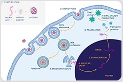 How can you improve your PEI-based transient transfection process?