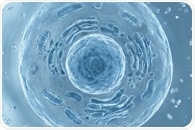 3D cryopreservation: organoids, spheroids, tissues
