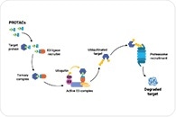 PROTAC Breakthrough Reshapes Targeted Drug Discovery