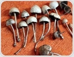 Magic mushrooms substance Psilocybin on trial for treatment of depression