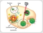 Chinese researchers develop multifunctional vehicle to transport gene therapeutics