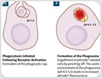 Real-Time, Automated Cellular Phagocytosis and Efferocytosis Assays Inside a Cell Culture Incubator