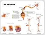 New brain cells are added in elderly adult brains too