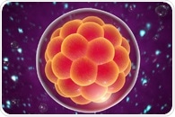 Mapping the Genes Responsible for Pluripotency