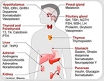 Hormones in Young Children