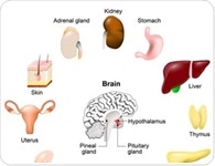 What is a Pediatric Endocrinologist?