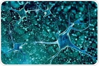 Scientists discover new protein involved in neuron formation