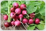 Compounds in 'monster' radish could potentially prevent heart disease and stroke