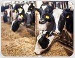 Sex Hormones in Meat and Dairy Products
