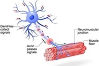 Motor Neuron Disease: Can Dietary Supplements Help?