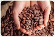 Daily cup of cocoa may reduce tiredness in multiple sclerosis
