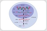 A Guide to Understanding Gene Expression