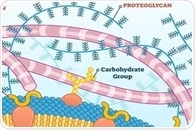 Structure and Function of Proteoglycans
