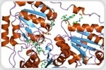 Acetolactate Synthase Structure, Function, and Drug Development