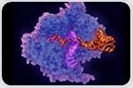 Improved Cas9 enzyme reduces chance of off-target CRISPR mutations