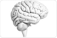 Autism in males may result from problems in brain-based immune cells