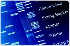 Researchers discover new gene involved in regulating the body's cholesterol