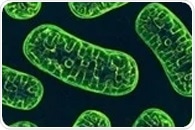 Mitochondrial DNA mutations reduce death risk in patients with bowel cancer