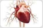 Study shows why some stroke patients do not have abnormal heart rhythms