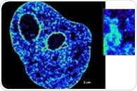 Study reveals the role of transcription in shaping the genome