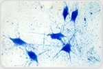 Cell Staining Techniques