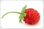 Wild strawberry aroma produced by an edible fungus growing on fruit waste