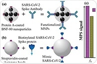 Rapid and sensitive detection of SARS-CoV-2 with functionalized magnetic nanoparticles