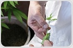 Research looks at prenatal cannabis use