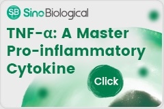 TNF-α: A Master Pro-inflammatory Cytokine