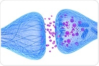Study reveals potential therapeutic target to tackle ADHD and impulsivity