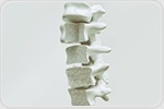 Cellular protein may be a potential new target for treating osteoporosis