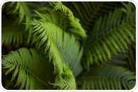 Genome arrangement of tree ferns offers insights into its evolution