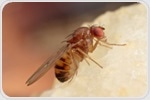 Fruit fly genome contains whole genomes of a kind of bacteria, study finds