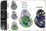 Novel method maps all gene expression patterns to a single reference embryo